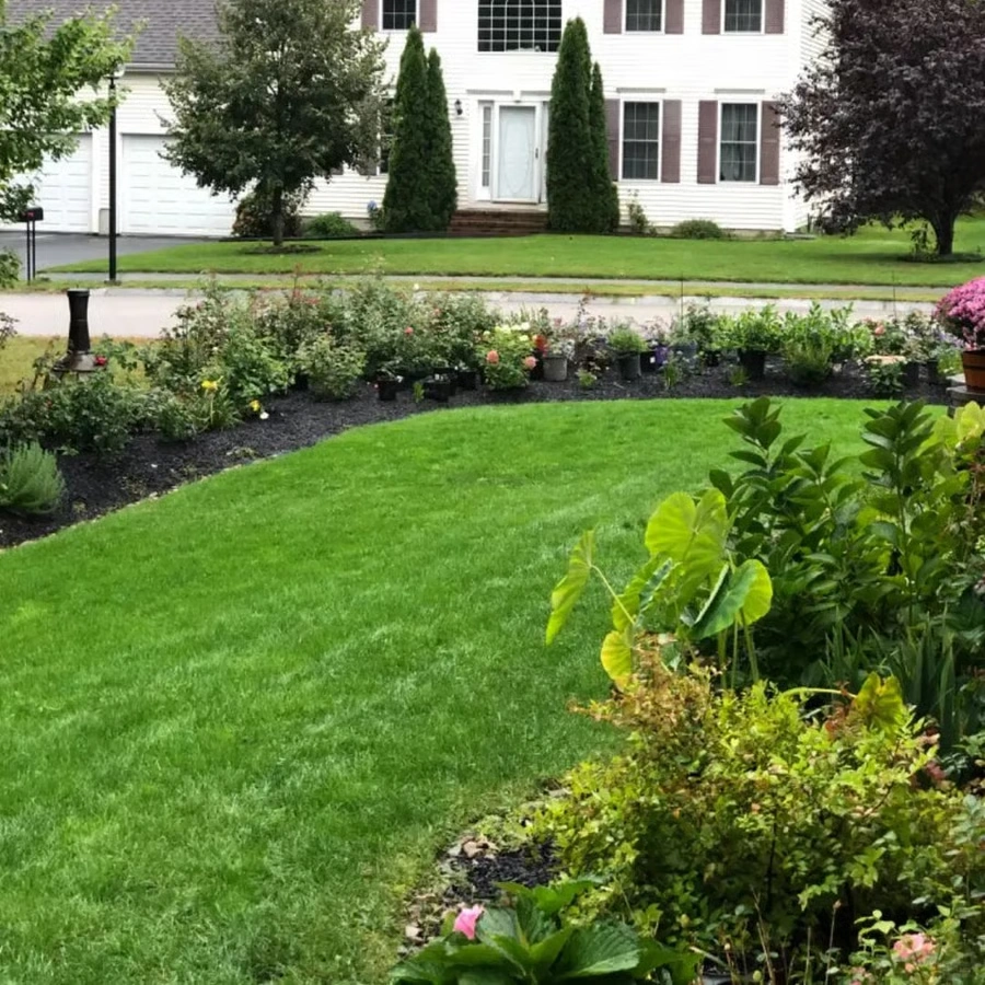 🌱 2026 Next-Gen Lawn Seed for Stronger, Greener Grass